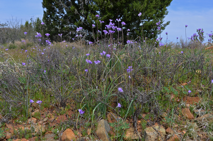 Bluedick prefers open areas, rocky or slopes, open woodlands, desert scrub and grassland. This species is an important food item for western North American indigenous peoples. Dichelostemma capitatum Bluedick prefers open areas, rocky or slopes, open woodlands, desert scrub and grassland. This species is an important food item for western North American indigenous peoples. Dichelostemma capitatum